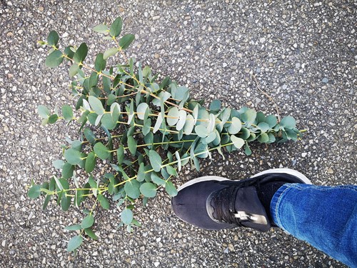  Actie Bundel Eucalyptusblad dhz  Mooi blad bundel wat langer