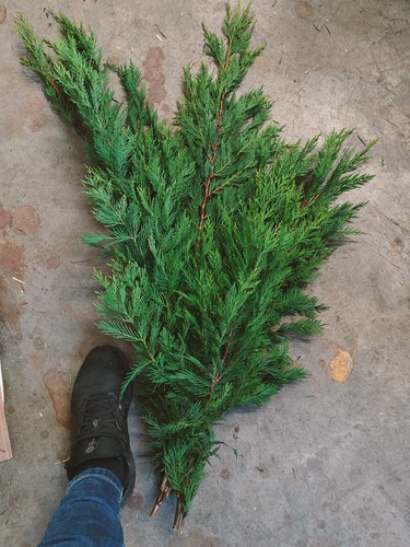  Actie XL Bundel CONIFEER coniferen Groen VERS vers Groen 