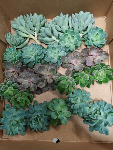 Echeveria mix vers 4 stuks leuk voor kransen, ballen en bloemstukjes