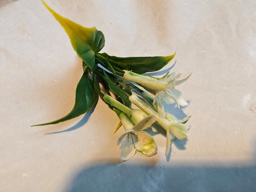 Corsage Pick – White Kunst Stephanotus – Per Stuk – Voor Toefjes en Corsages voor toefjes om corsage te maken