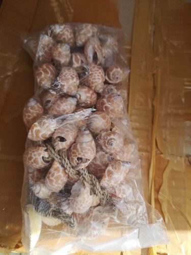 Actie Schelpenhanger Klonong macan geboord Schelpenhanger geboorde Babylonica