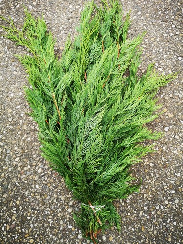  Grote Bundel coniferen Groen VERS vers Groen 