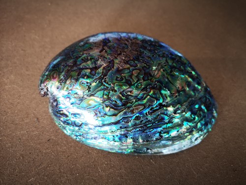 Abalone GEPOLIJST +/- 13 cm mooie parelmoerschelp per stuk
