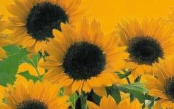 Helianthus Sunrich Orange F1
