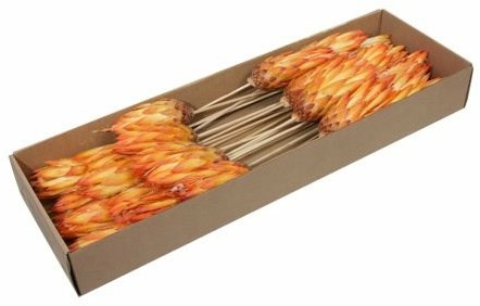 Protea repens warm oranje – 25 stuks droogbloemen - Bijzondere Exotische Droogbloem