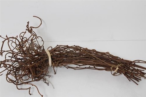 Kiwitakken Natuurlijk – 55 cm – 10 Stuks – Gekrulde Takken Natuurlijk gekrulde takken