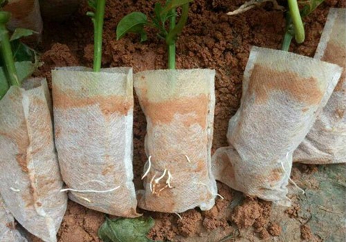  Biologischafbreekbare opkweekzakjes 8*10cm. Pak100 Biologisch afbreekbaar