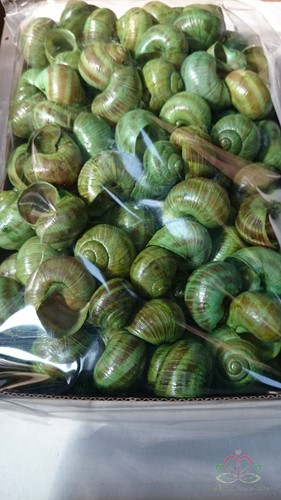 Landsnail small Appel Groen 250 gram Landslakken