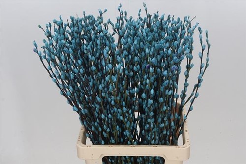 Katwilg wilgenkatjes GEKLEURDE katjeswilg Lichtblauw Salix bundel +/- 10st Salix Kleurbehandeld  