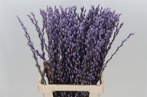 Katwilg wilgenkatjes GEKLEURDE katjeswilg Milka Lila Salix bundel +/- 10st Salix Kleurbehandeld  