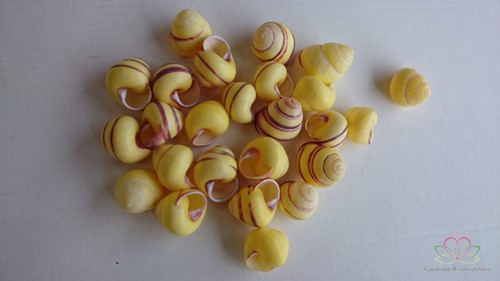 Ova Bigonia schelpen 25 stuks