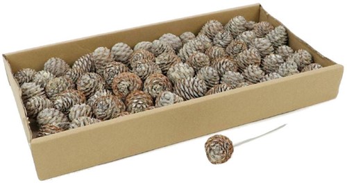 Leucadendron Murri op draad +/-60 st WHITE WASH Muirrii