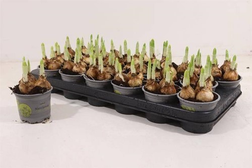 Narcis tete a Tete Geel bolletjes in potmaat P 9 / pot we kunnen bij blijven bestellen