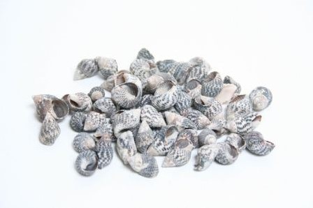 Nassa Pussata schelpen 500 gram