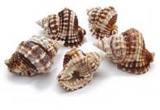 Schelp Distorsio Anus ±6cm 10pcs Schelpen