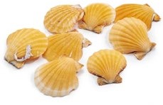  Pecten Vexillum Orange – ca. 4 cm – 1 kg – Oranje Jacobsschelp oranje jacobsschelp 