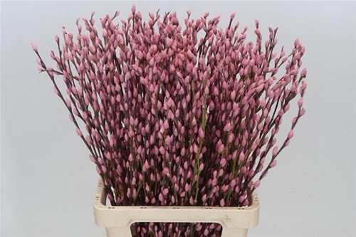 Katwilg wilgenkatjes GEKLEURDE katjeswilg Nieuw Roze Salix bundel +/- 10st Salix Kleurbehandeld  