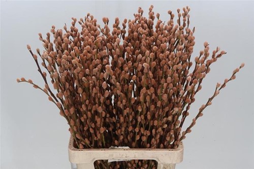 Katwilg wilgenkatjes GEKLEURDE katjeswilg Latte / Oranje Salix bundel +/- 10st Salix Kleurbehandeld Latte