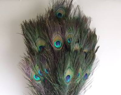 Pauw veren Lang Pak +/- 50 stuks Peacock feather natural 