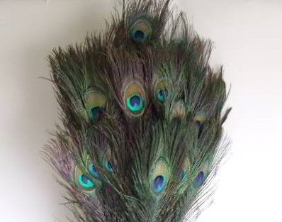Pauw veren Lang / stuk Peacock feather natural 
