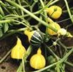 Pear bicolor 