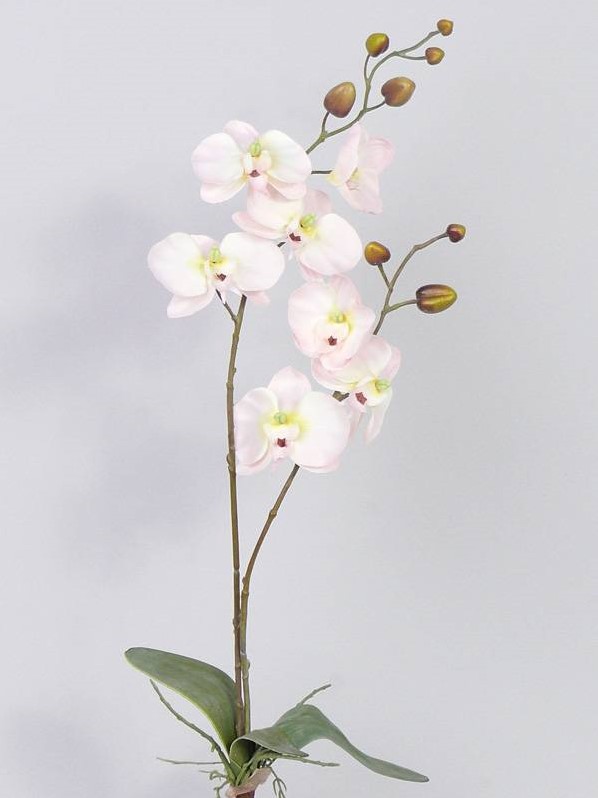 Jumping jack Democratie Aanklager Orchidee Phalaenopsis Zachtroze PLANT blad en wortels Zijdebloem 2tak  7bloemen 75cm Decoflorall