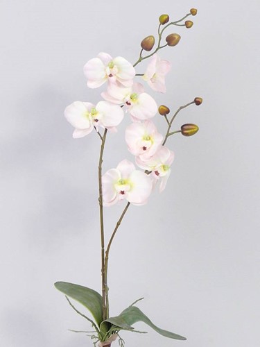 Orchidee Phalaenopsis Zachtroze PLANT blad en wortels  Zijdebloem 2tak 7bloemen 75cm