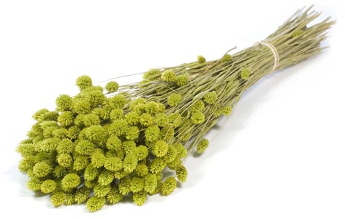 Phalaris natural green  Phalaris green