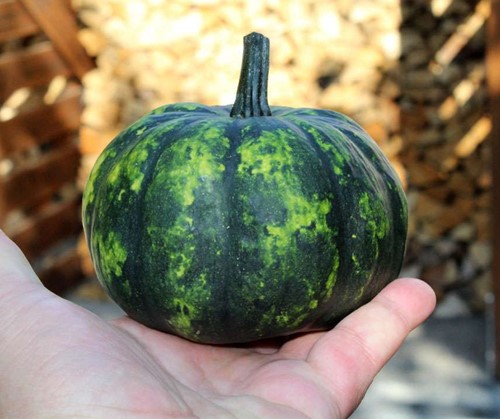 Aanrader Phantomita F1 - Groen-Wit Gevlekte Pompoenzaden groen wit gevlekt klein eetpompoentje