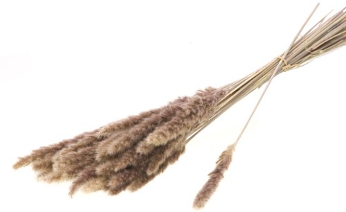 REED BUNCH 70GR NATURAL Graspluimen