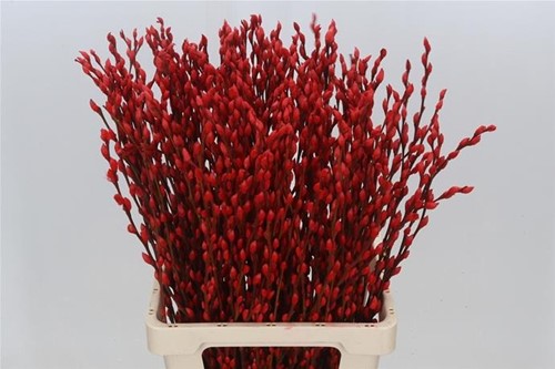 Katwilg wilgenkatjes GEKLEURDE katjeswilg Rood Salix bundel +/- 10st Salix Kleurbehandeld  