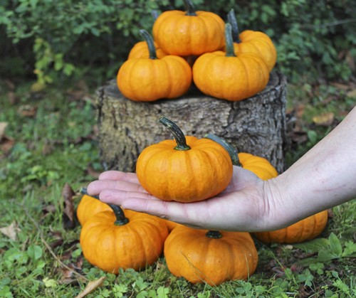 SAM Orange kleinere Halloween  - basiseenheid oranje pompoentjes