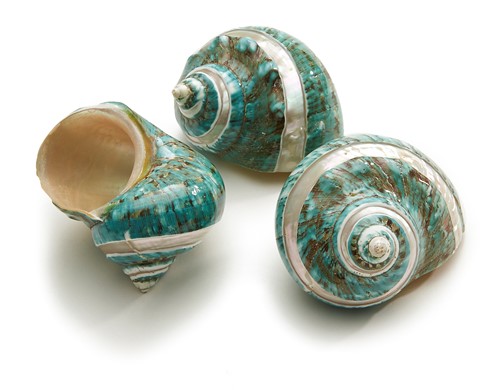 Turbo Burgos Banded schelp 8 cm. per stuk