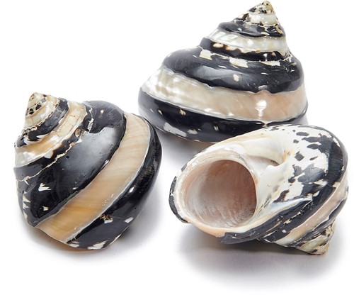 Black Magpie banded schelp 5 cm. 5 stuks