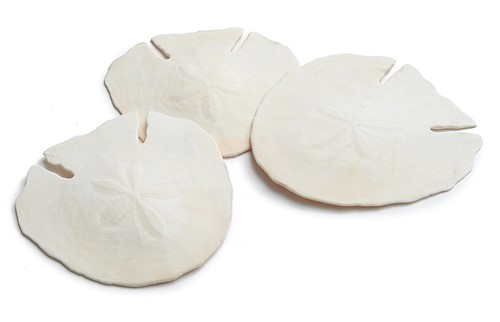 Arrowhead sand-dollar  14 cm per 4st