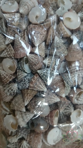 Echinellopsis ±1 cm 1 kilo Grandi schelpen