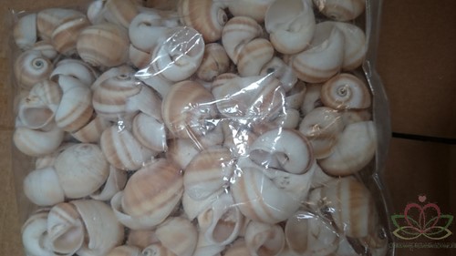 Natica schelpen 1 kilo
