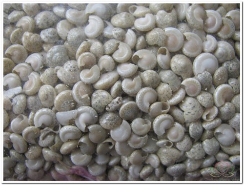 Umbonium Light – Wit – 1 kg – Kleine platte schelpjes wit, 1 kilo