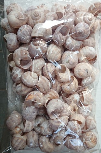 Landsnail small Frosted/White wash 250 gram Geverfde landslak schelpen