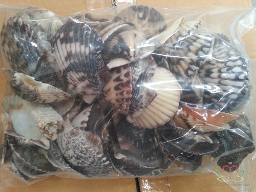 PECTEN ARGOPECTEN CIRCULARIS ZWART/WIT 1 kilo  Sint Jacobsschelp