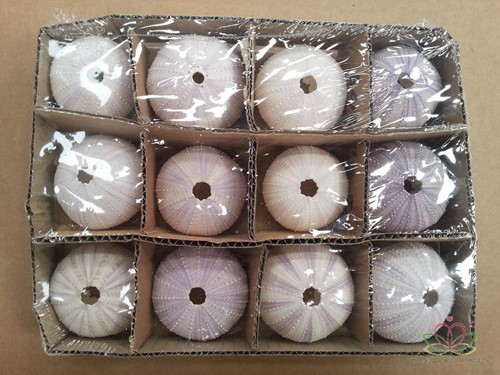Zeeegel violet, 12 stuks