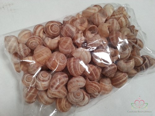 Landsnail small naturel 250 gram Landslak schelpen