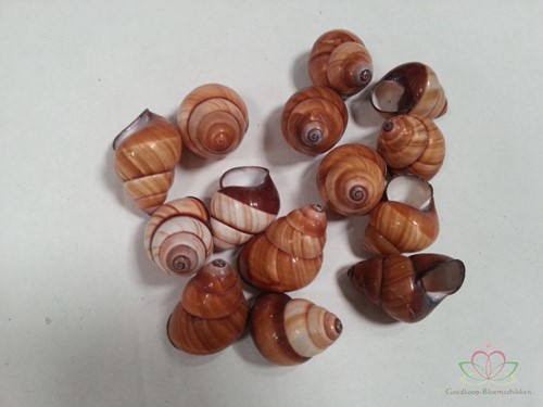 Rufogaster Landsnail 15 stuks 4cm spits Landslak
