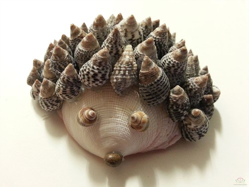 Nassarius Pussata zak 1 kg Schelpen