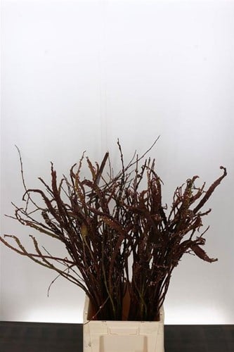 Salix Bandwilg (Sekka) - Mooie Platte Wilgentakken Mooie platte wilgentakken