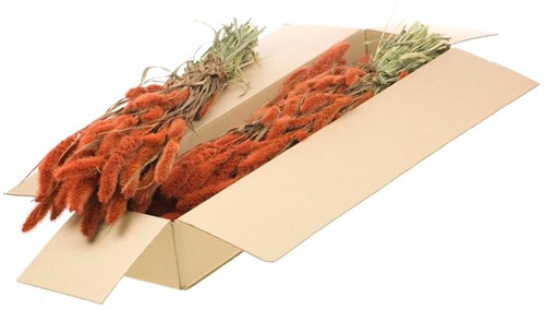 Setaria Siergras SB Burnt orange Trosgierst  