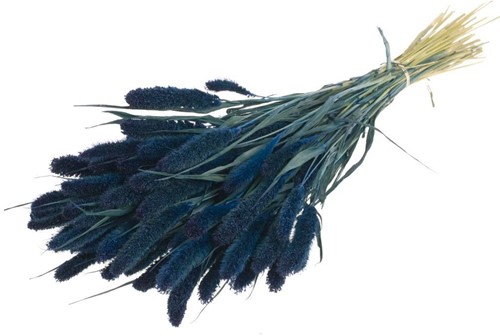 Setaria Siergras Dark Blue Trosgierst donkerblauw