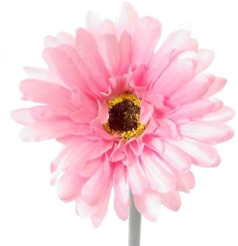 Gerbera 50 cm. FS ROZE Gerbera