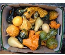 Small Formula Blend Mix kalebas