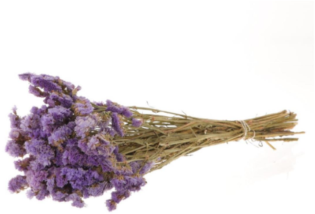 Statice sinuata natural Milka   Lamsoor Milka +/- 70cm
